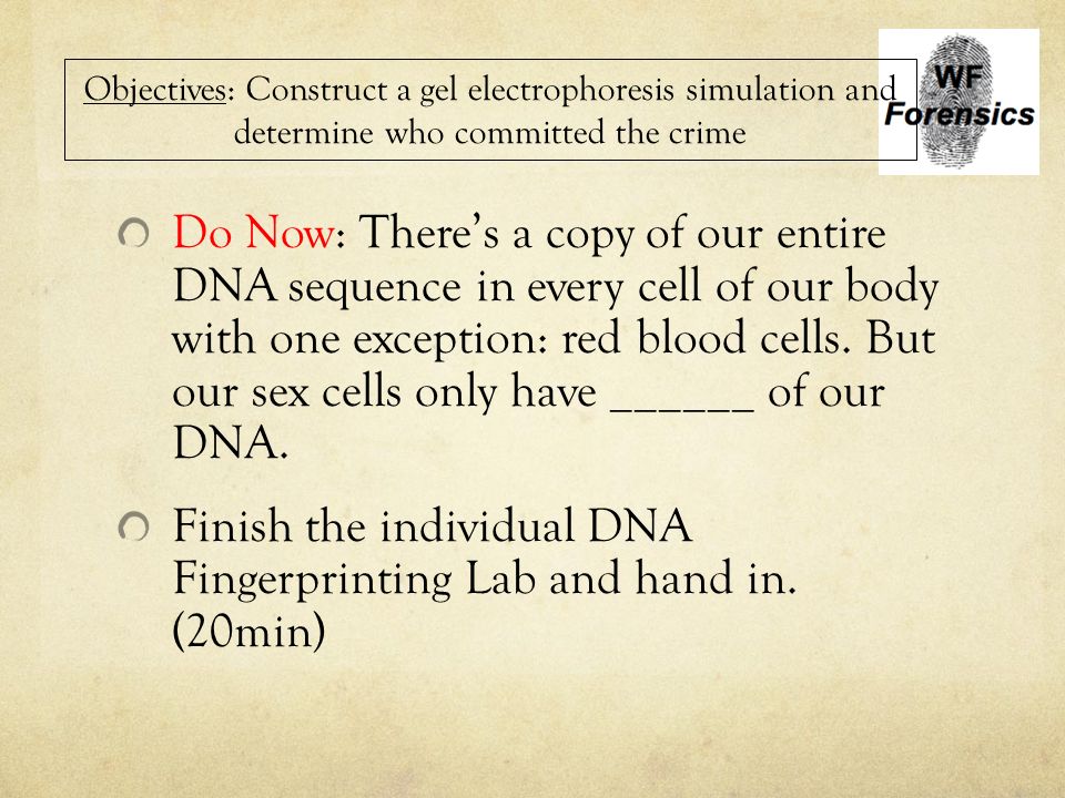 Finish the individual DNA Fingerprinting Lab and hand in. (20min)