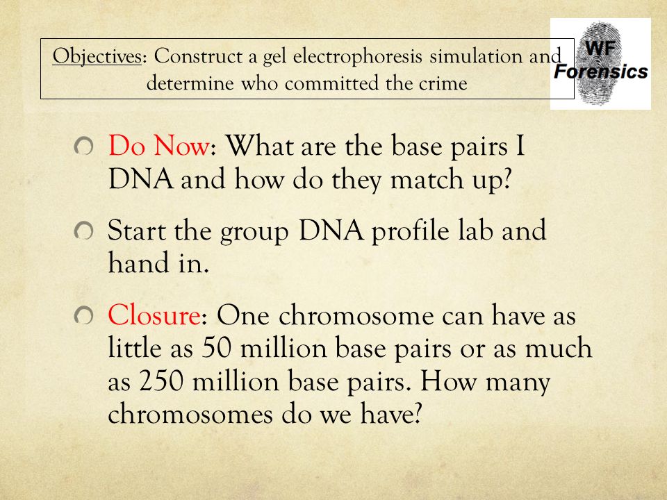 Do Now: What are the base pairs I DNA and how do they match up