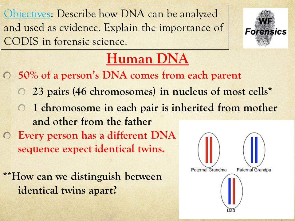 Objectives: Describe how DNA can be analyzed and used as evidence