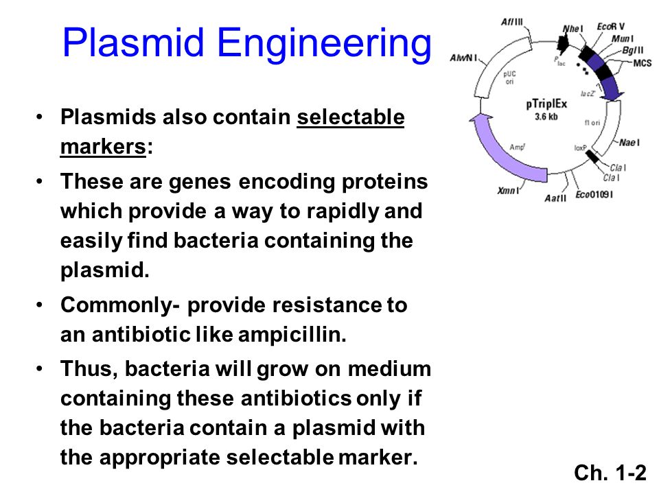 Plasmid Engineering Plasmids also contain selectable markers: