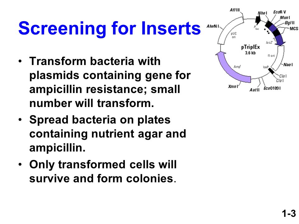 Screening for Inserts Transform bacteria with plasmids containing gene for ampicillin resistance; small number will transform.