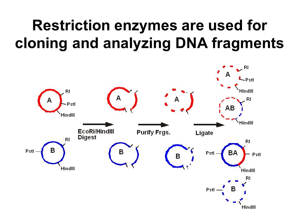 Restriction enzymes are used for cloning and analyzing DNA fragments