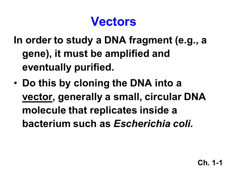 Vectors In order to study a DNA fragment (e.g., a gene), it must be amplified and eventually purified.