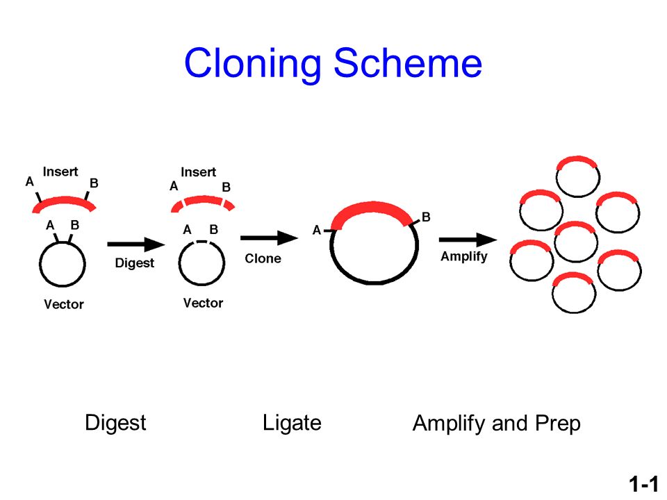 Cloning Scheme Digest Ligate Amplify and Prep 1-1