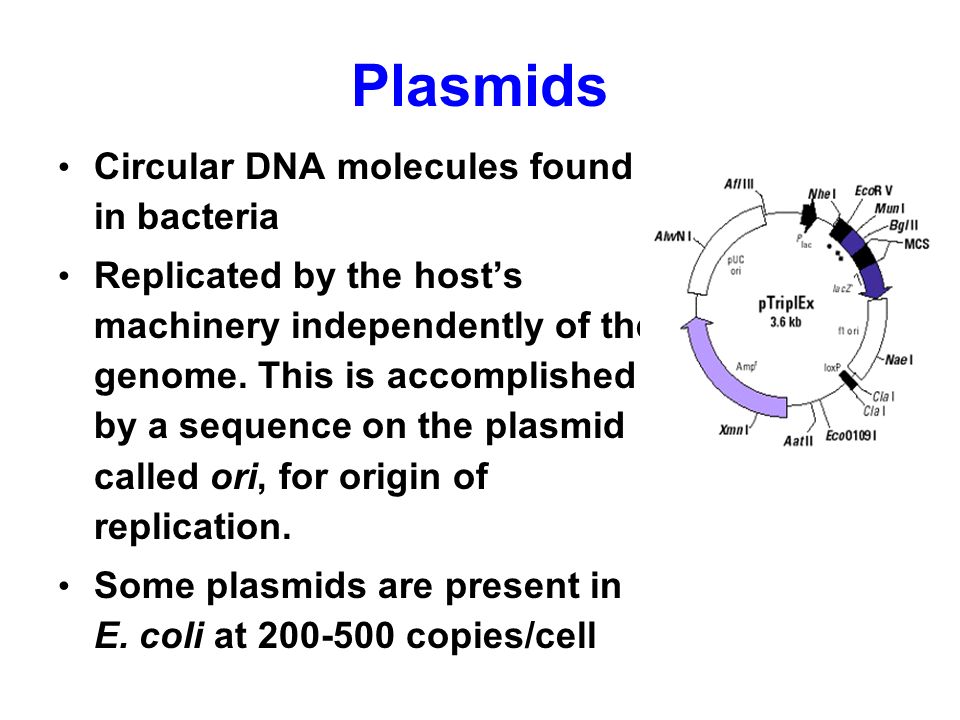 Plasmids Circular DNA molecules found in bacteria