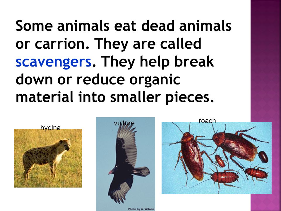 Some animals eat dead animals or carrion. They are called scavengers
