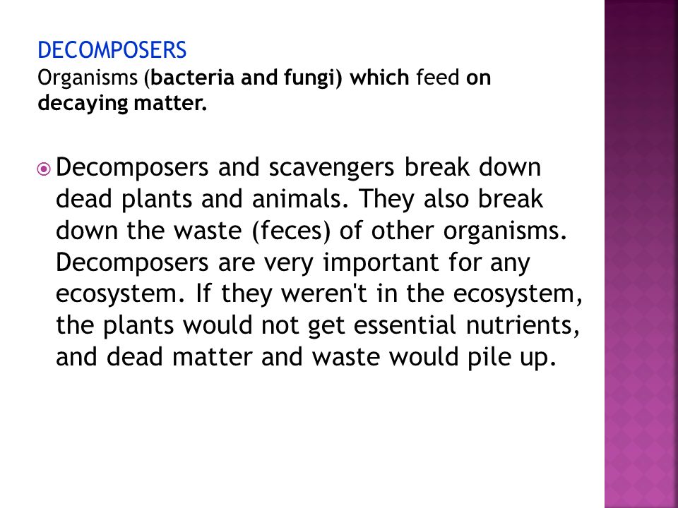 DECOMPOSERS Organisms (bacteria and fungi) which feed on decaying matter.