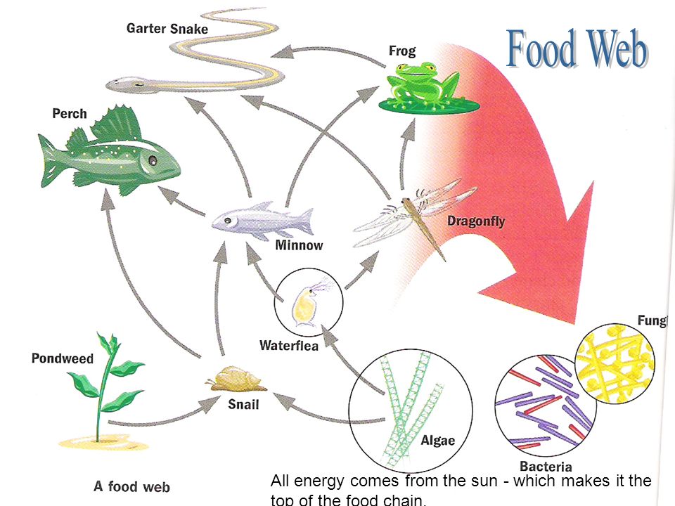 Food Web All energy comes from the sun - which makes it the