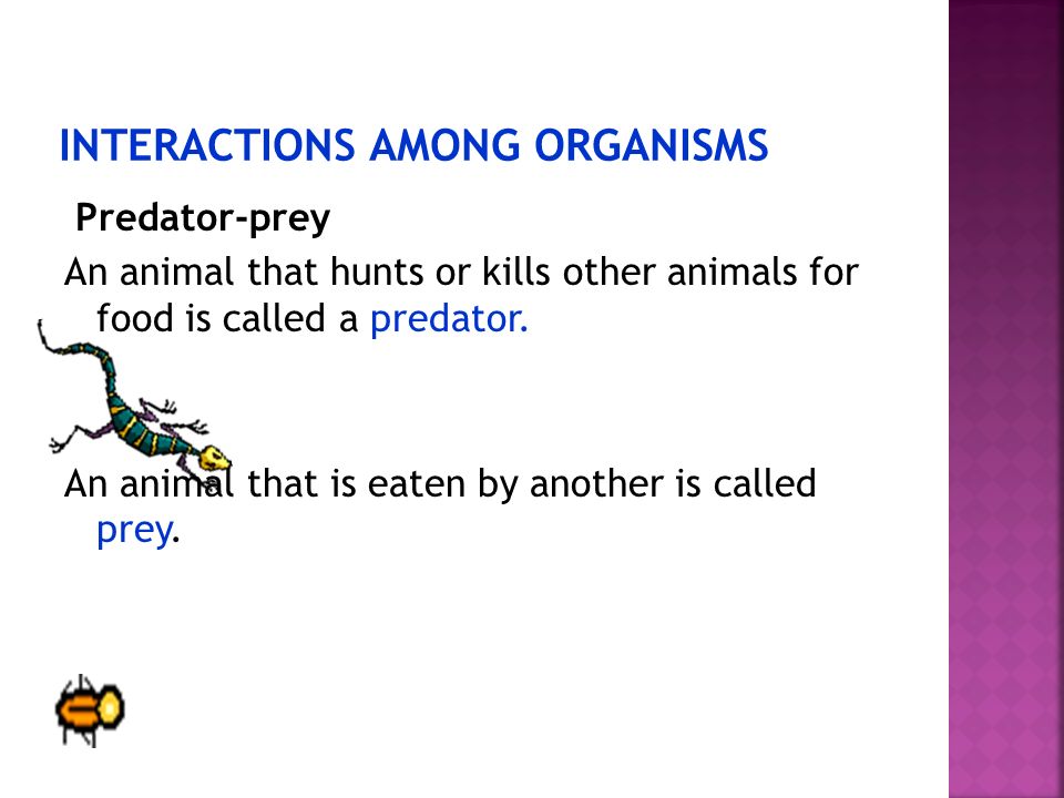INTERACTIONS AMONG ORGANISMS