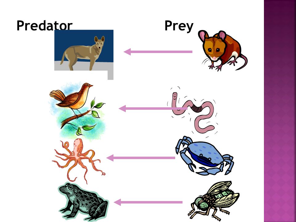 Predator Prey