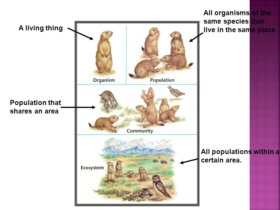 All organisms of the same species that. live in the same place. A living thing. Population that.