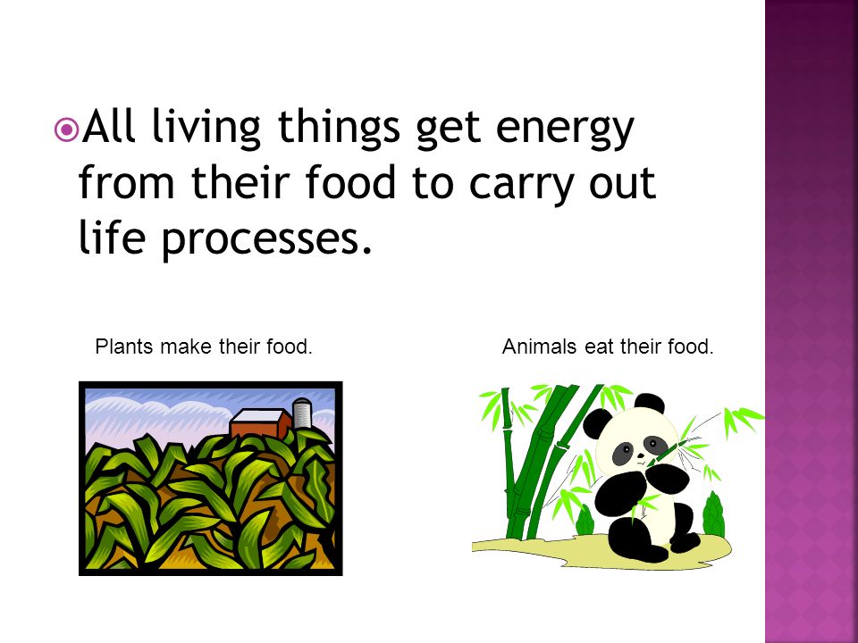 All living things get energy from their food to carry out life processes.