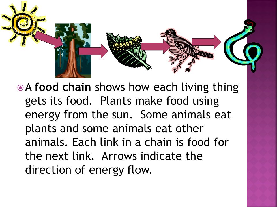A food chain shows how each living thing gets its food