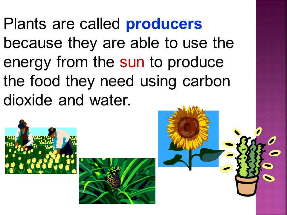 Plants are called producers because they are able to use the energy from the sun to produce the food they need using carbon dioxide and water.