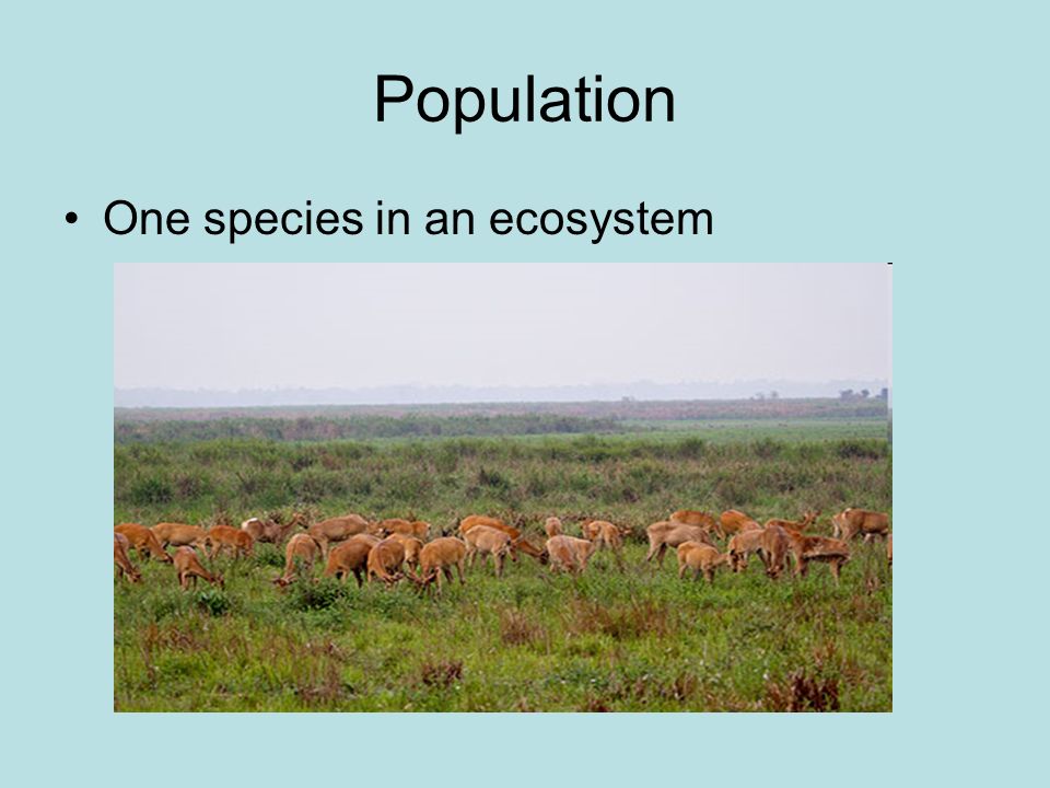 Population One species in an ecosystem