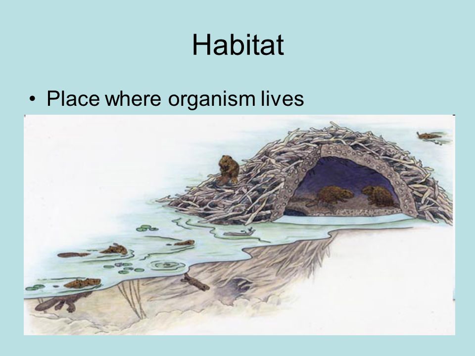 Habitat Place where organism lives