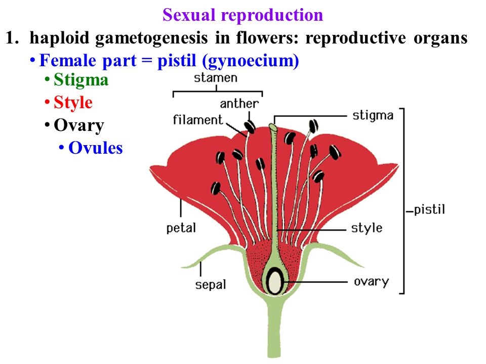 Половое Размножение Секс