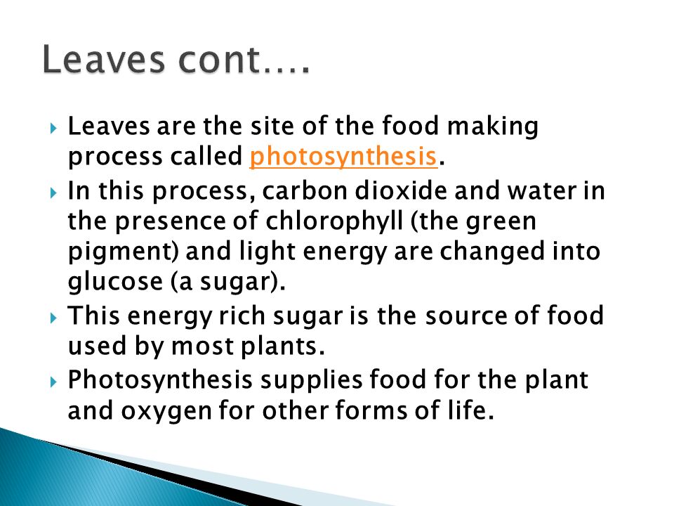 Leaves cont…. Leaves are the site of the food making process called photosynthesis.