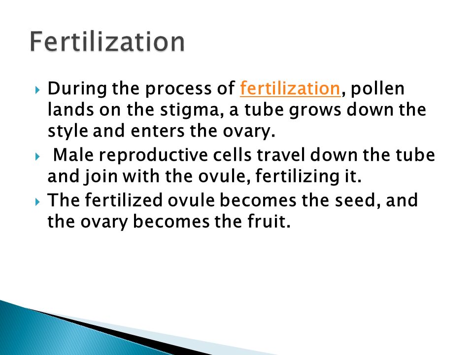 Fertilization During the process of fertilization, pollen lands on the stigma, a tube grows down the style and enters the ovary.