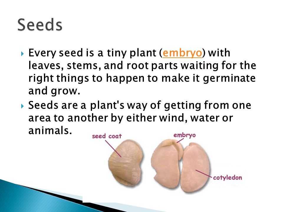 Seeds Every seed is a tiny plant (embryo) with leaves, stems, and root parts waiting for the right things to happen to make it germinate and grow.