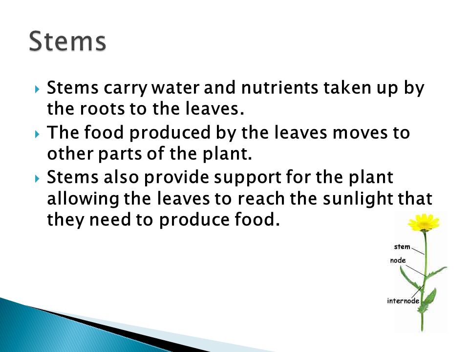 Stems Stems carry water and nutrients taken up by the roots to the leaves. The food produced by the leaves moves to other parts of the plant.