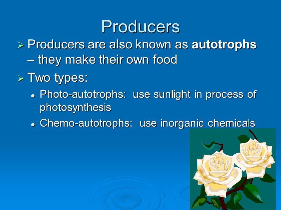 Producers Producers are also known as autotrophs – they make their own food. Two types: