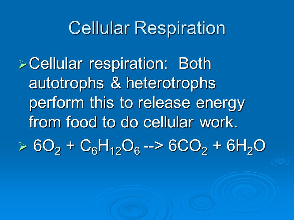 Cellular Respiration Cellular respiration: Both autotrophs & heterotrophs perform this to release energy from food to do cellular work.