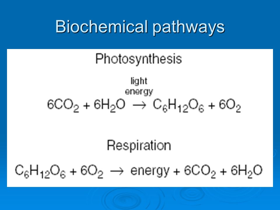 Biochemical pathways