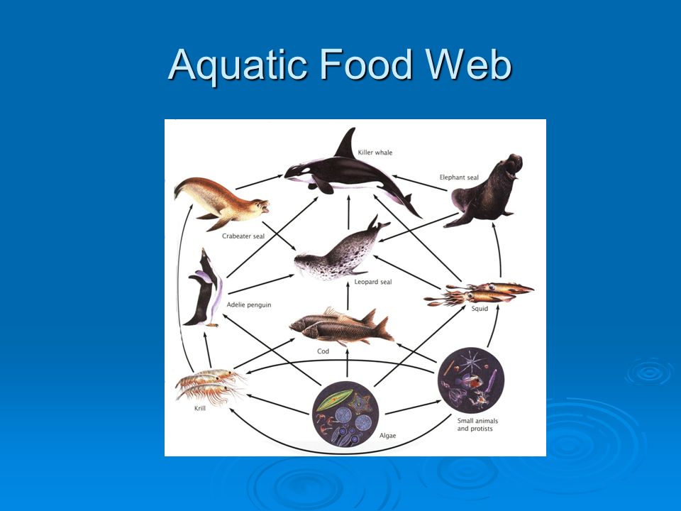 Aquatic Food Web
