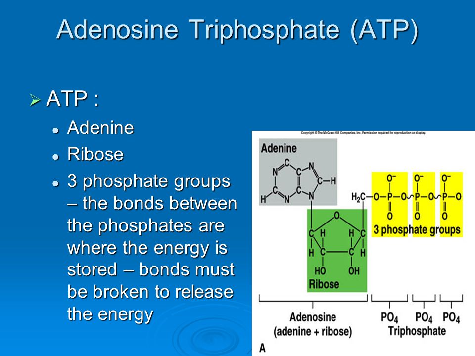 Adenosine Triphosphate (ATP)