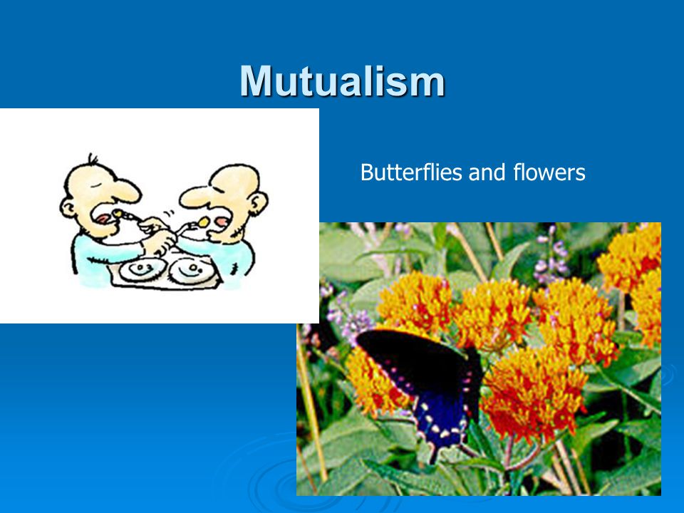 Mutualism Butterflies and flowers