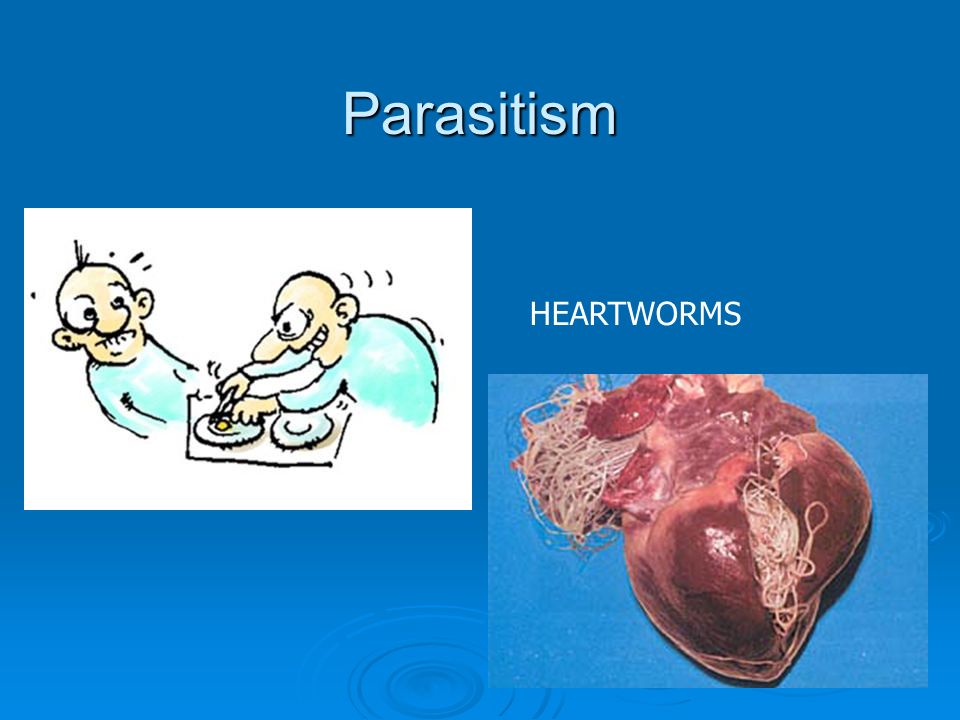 Parasitism HEARTWORMS