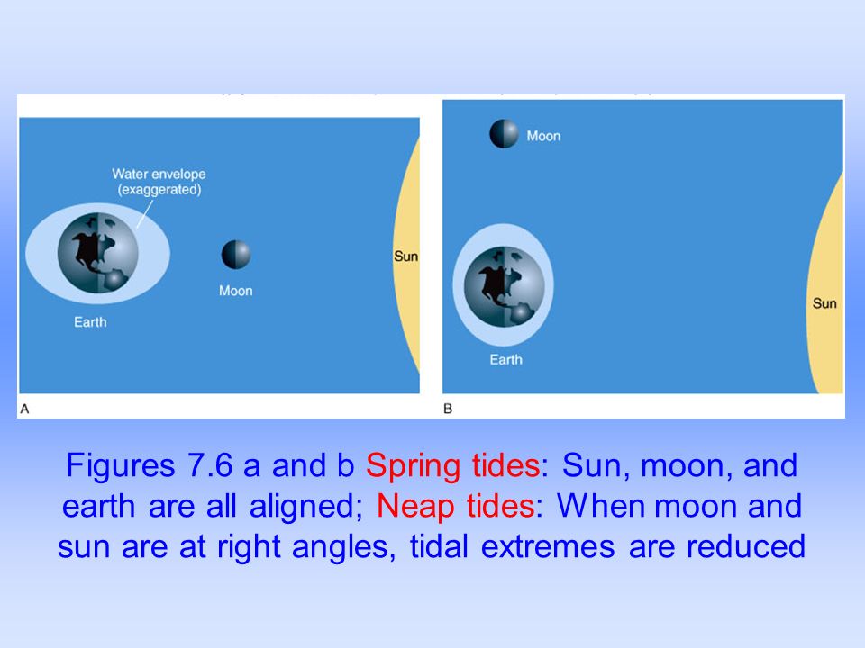 Figures 7.6 a and b Spring tides: Sun, moon, and earth are all aligned; Neap tides: When moon and sun are at right angles, tidal extremes are reduced