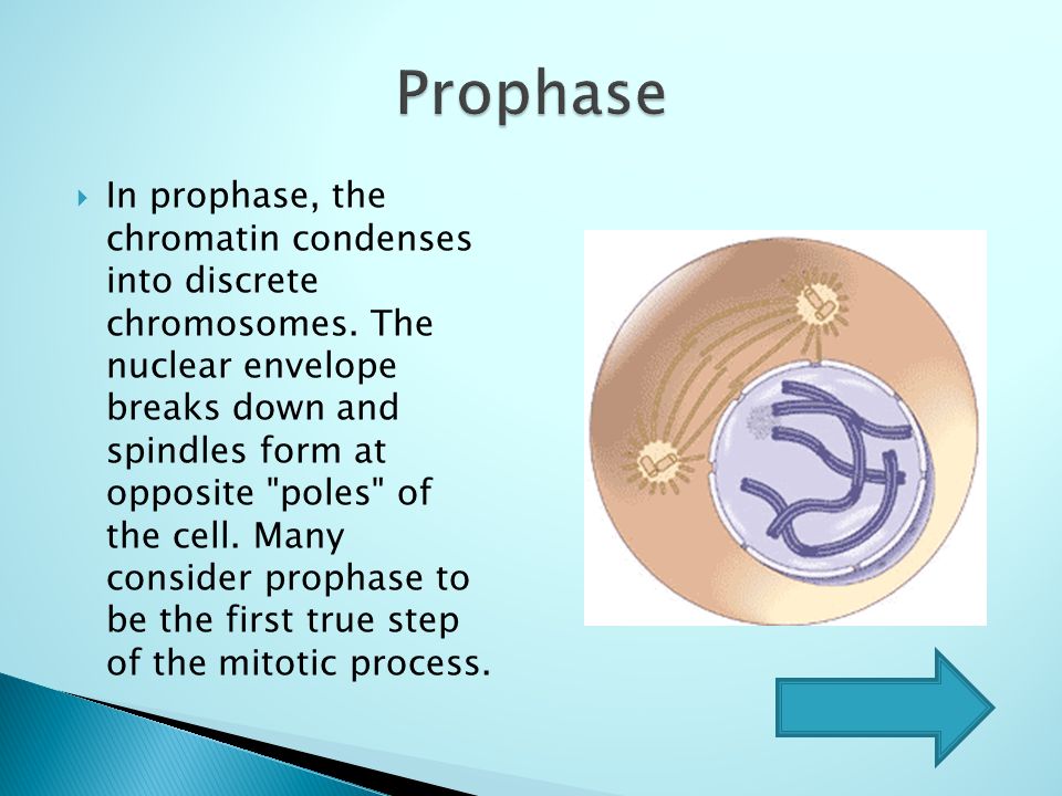 prophase,anaphase prophase metaphase 1. 2. mitosis start anaphase telophase 3. 4.