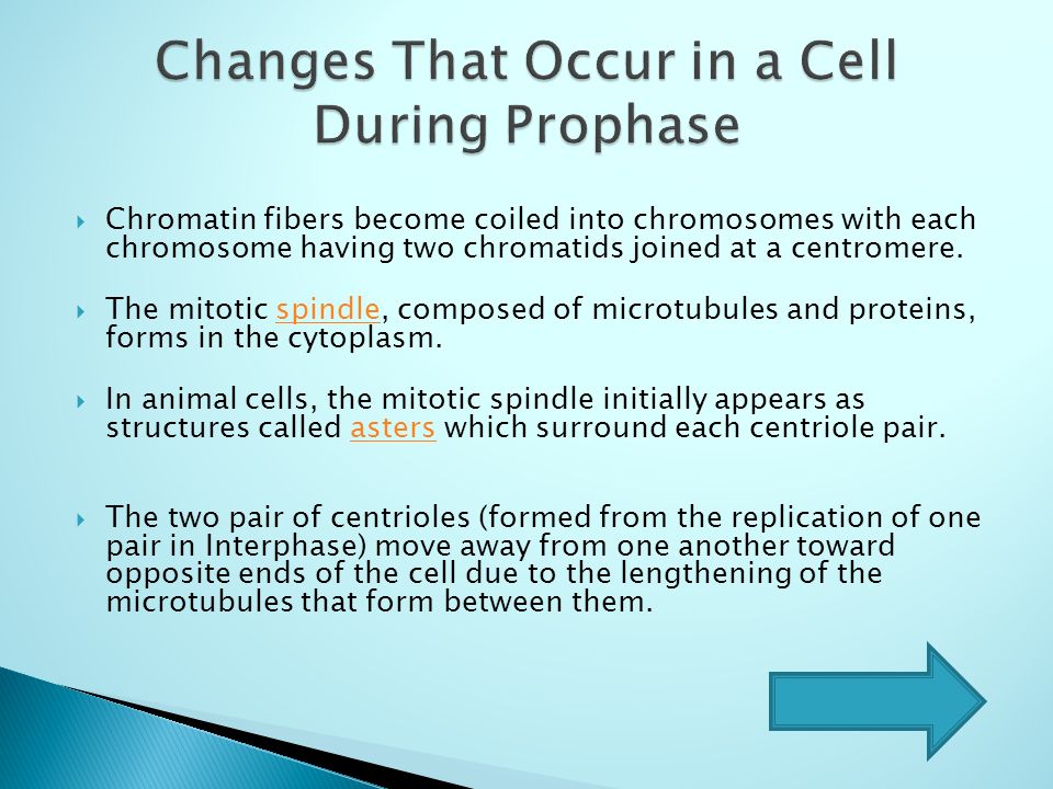 prophase,anaphase prophase metaphase 1. 2. mitosis start anaphase telophase 3. 4.