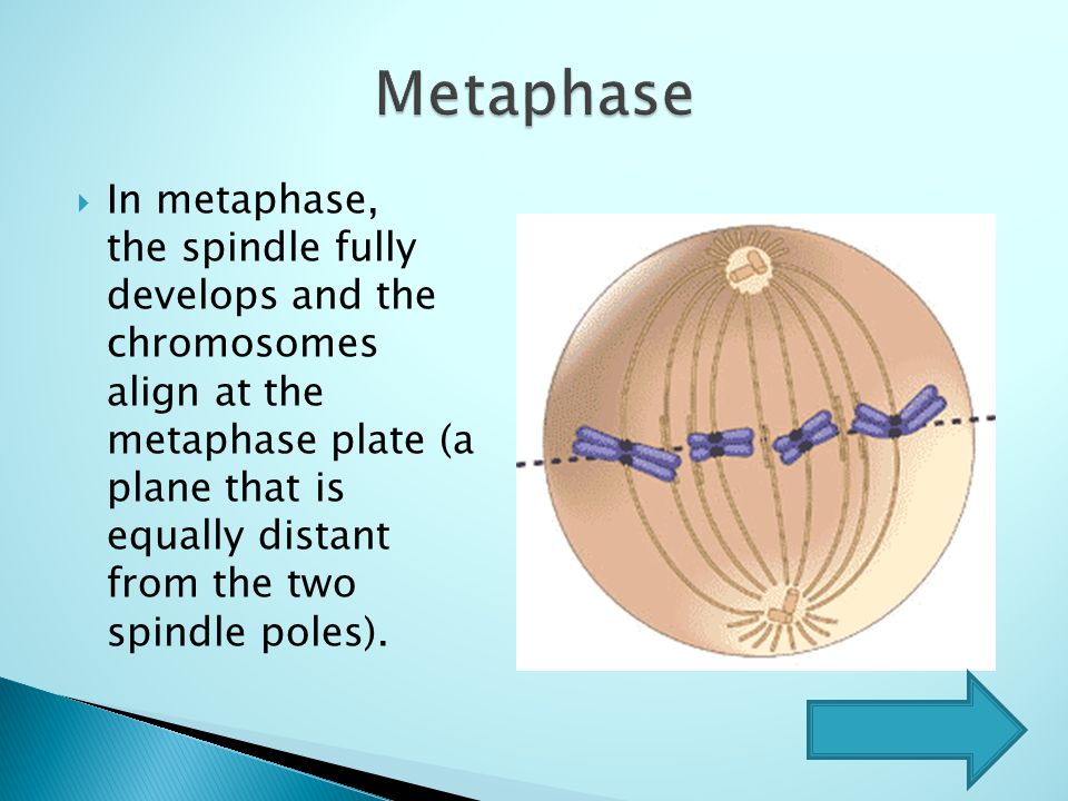 metaphase,polymerase prophase metaphase 1. 2. mitosis start anaphase telophase 3. 4.