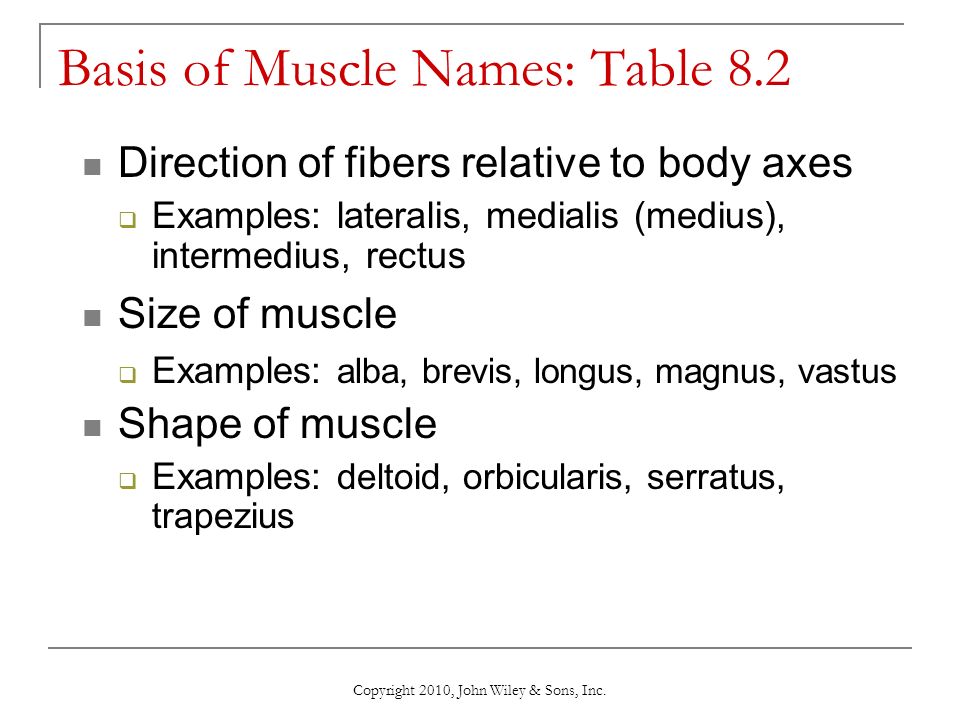 vastus medialis,soleus of fibers relative to body axesexamples: lateralis, medialis
