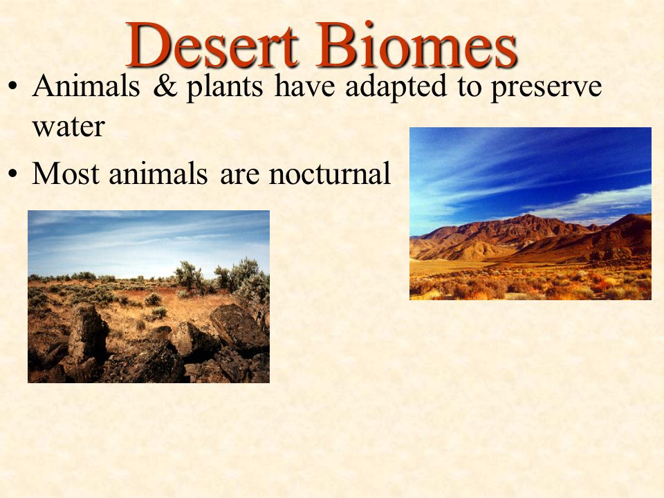 Desert Biomes Animals & plants have adapted to preserve water
