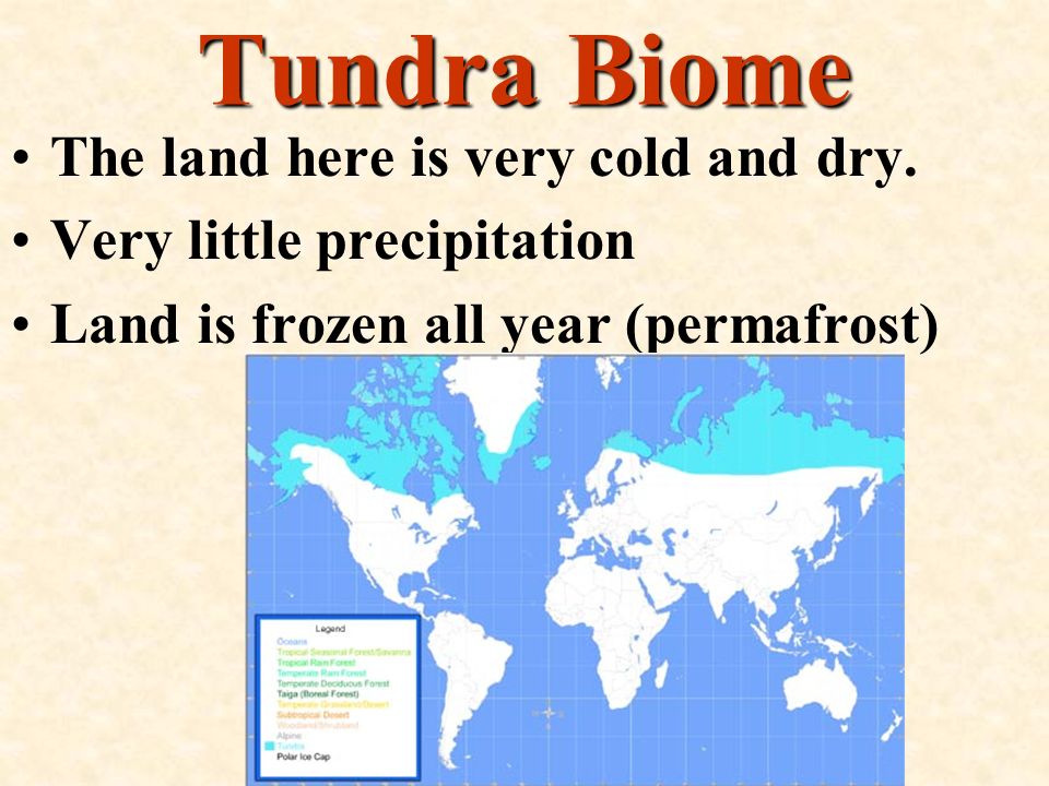 Tundra Biome The land here is very cold and dry.