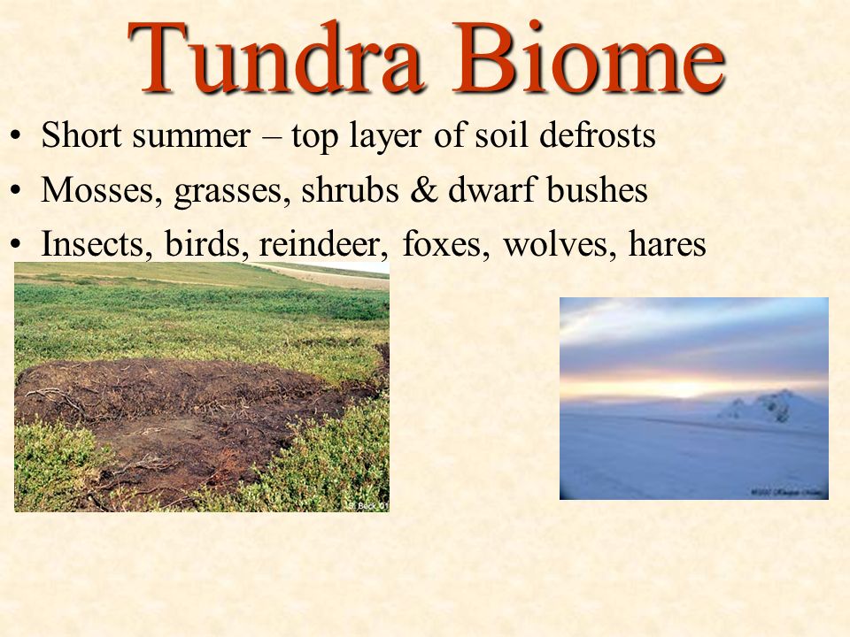 Tundra Biome Short summer – top layer of soil defrosts