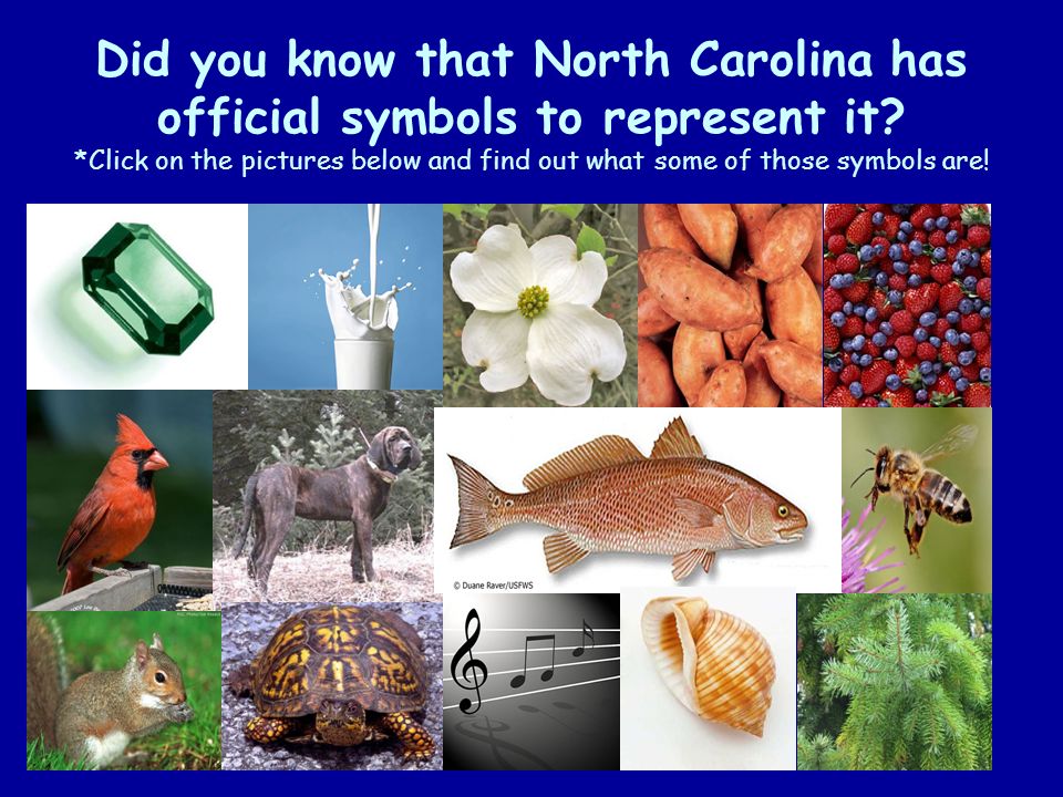 Did you know that North Carolina has official symbols to represent it