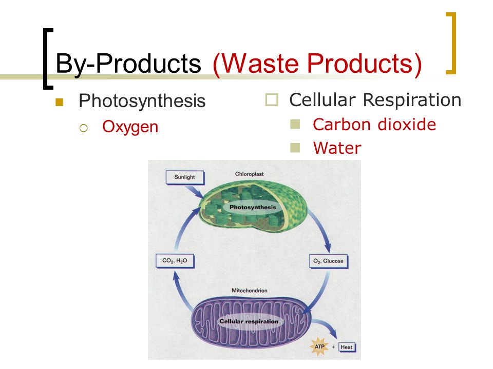 By-Products (Waste Products)