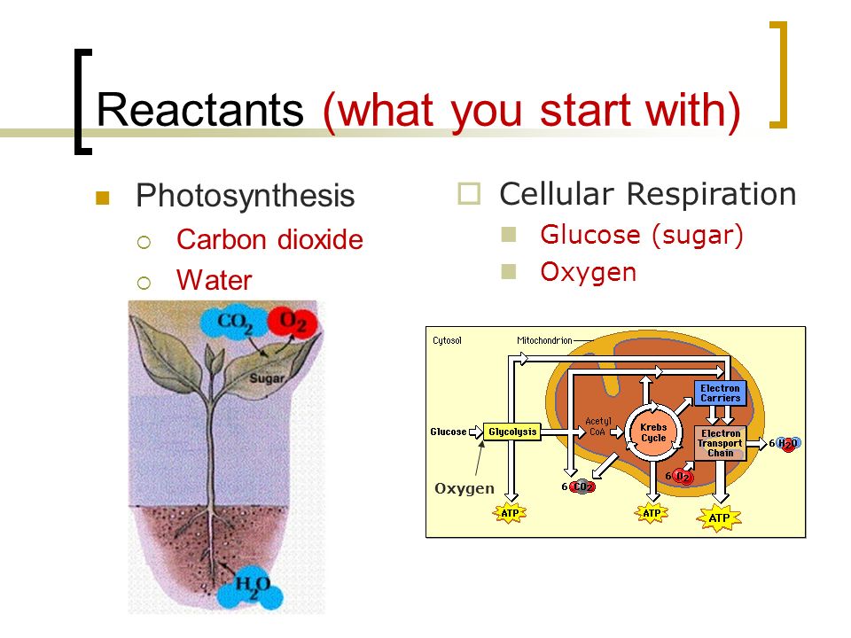 Reactants (what you start with)