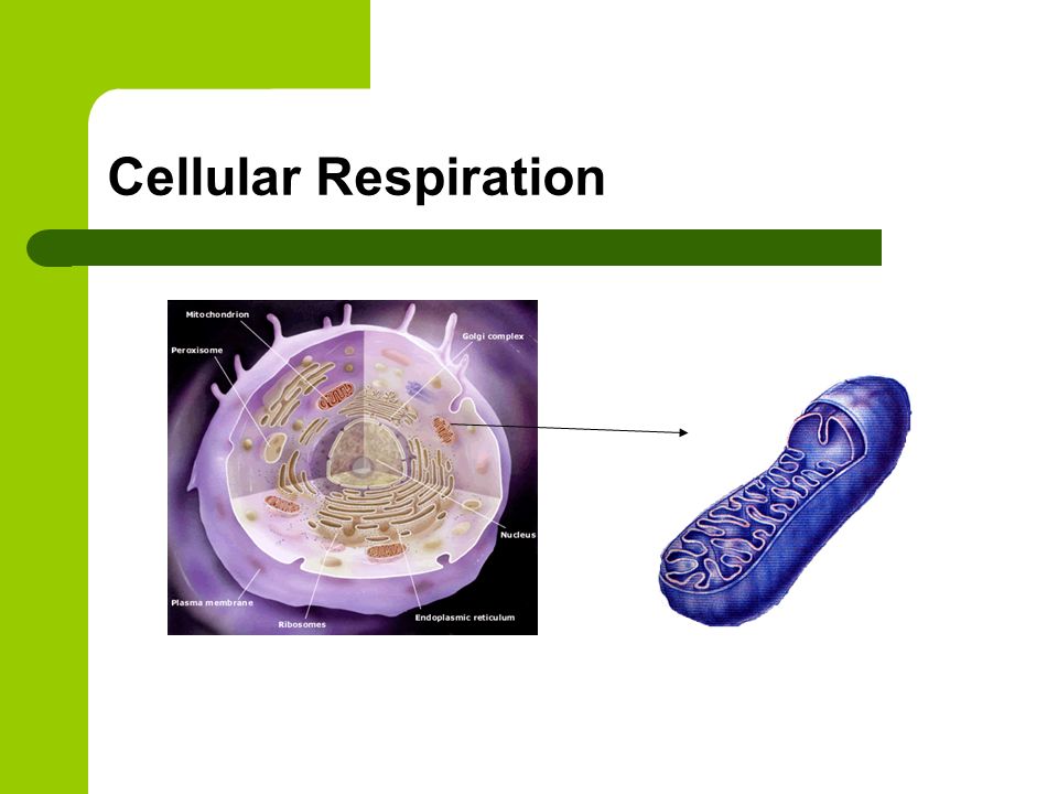 Cellular Respiration 8
