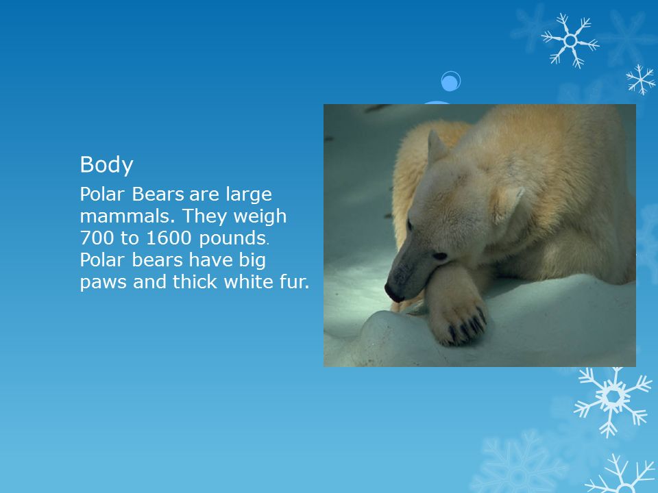 Body Polar Bears are large mammals. They weigh 700 to 1600 pounds.