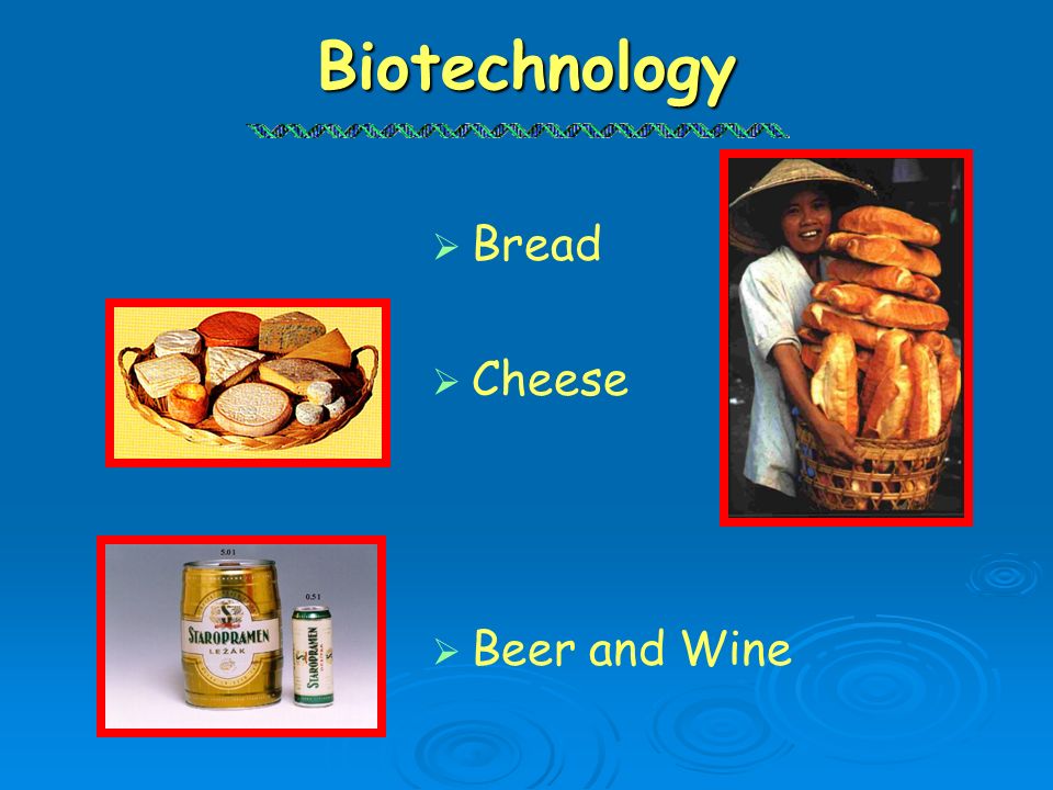 Biotechnology Bread Cheese Beer and Wine