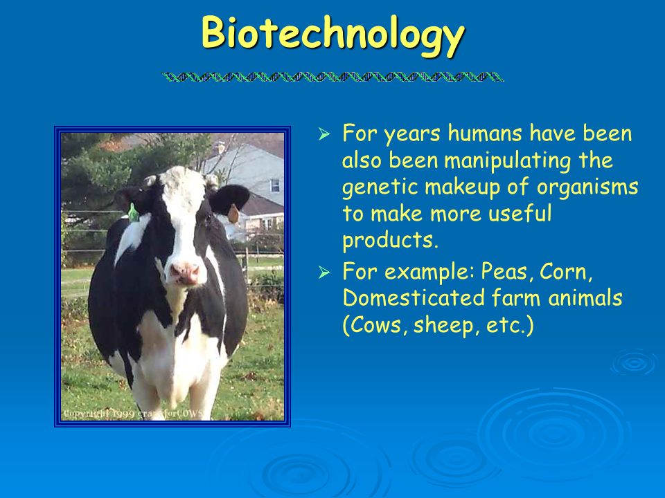 Biotechnology For years humans have been also been manipulating the genetic makeup of organisms to make more useful products.