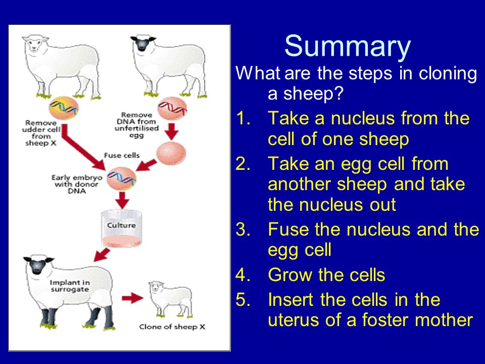 Summary What are the steps in cloning a sheep