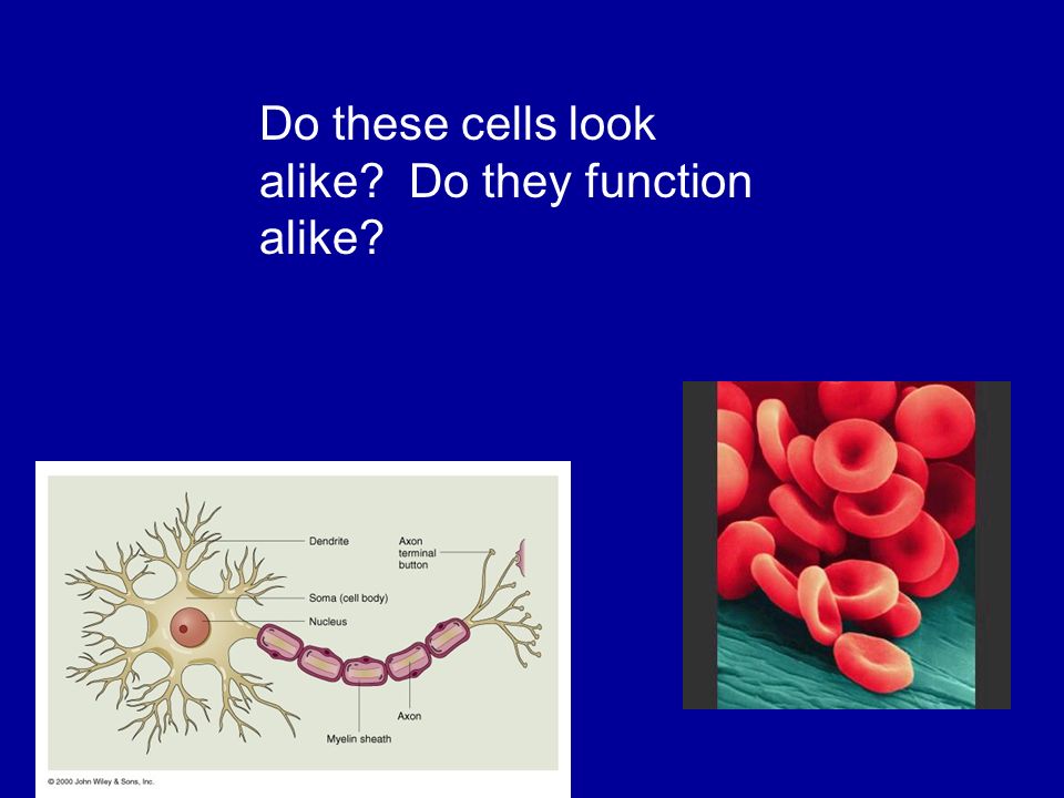 Do these cells look alike Do they function alike