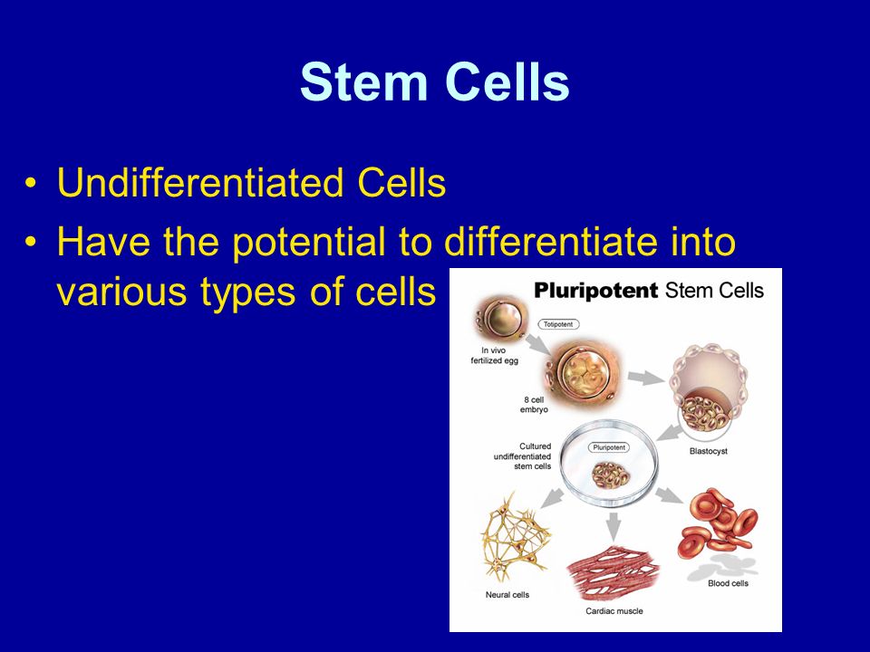 Stem Cells Undifferentiated Cells